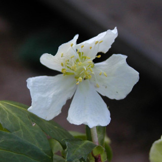 plantes-vivaces-helleborus-niger-hellebore-en-vente-rose-de-noel-en-vente-pepiniere-lepage-