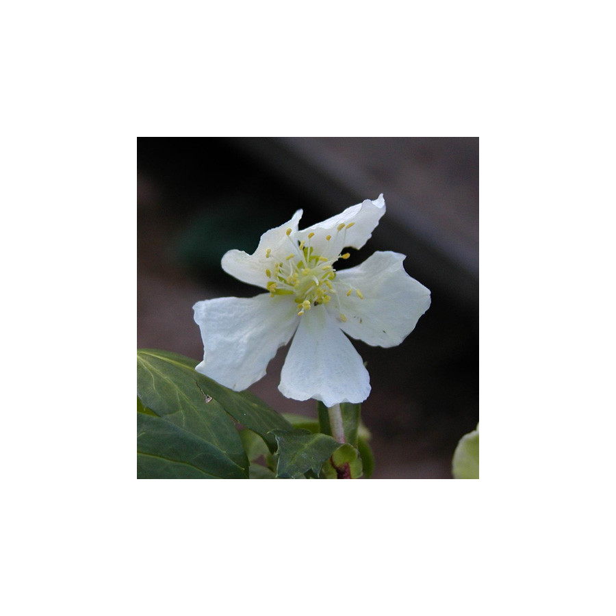 plantes-vivaces-helleborus-niger-hellebore-en-vente-rose-de-noel-en-vente-pepiniere-lepage-