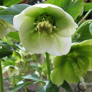 plantes-vivaces-helleborus-orientalis-hellebore-en-vente-hellebore-orientale-en-vente-pepiniere-lepage-