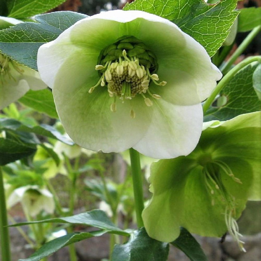 Plantes Vivaces HELLEBORUS orientalis - Hellébore en vente - Hellébore orientale en vente - Pépinière Lepage .