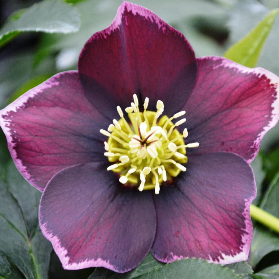 HELLEBORUS orientalis 'Aubergine'