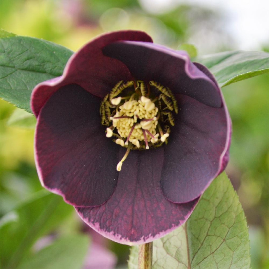 HELLEBORUS orientalis 'Aubergine'