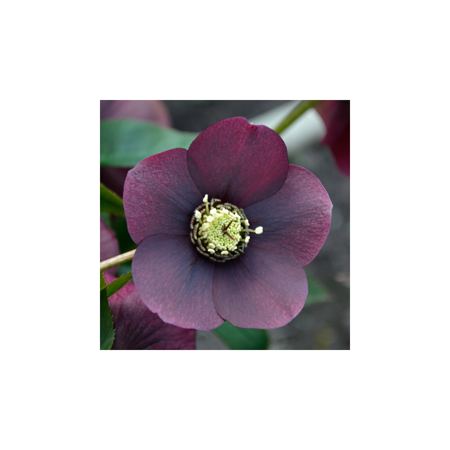 Plantes Vivaces HELLEBORUS orientalis 'Blue Lady'                - Hellébore en vente - Hellébore orientale en vente - Pépinière