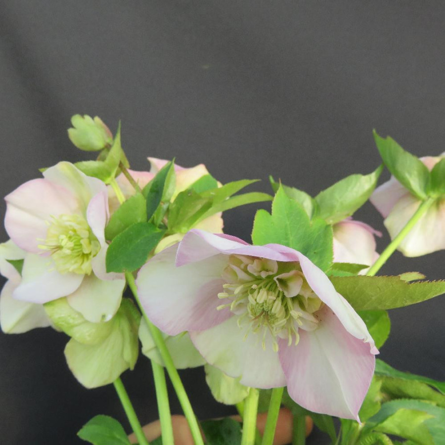 HELLEBORUS orientalis 'Grace Elizabeth'