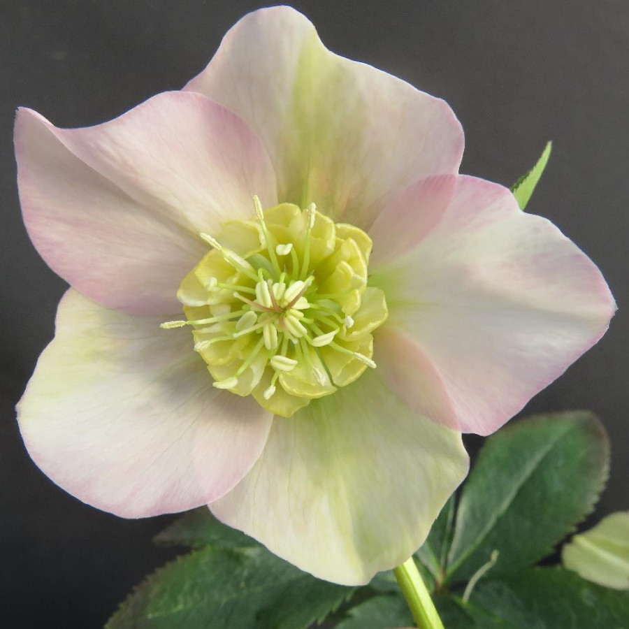 HELLEBORUS orientalis 'Grace Elizabeth'