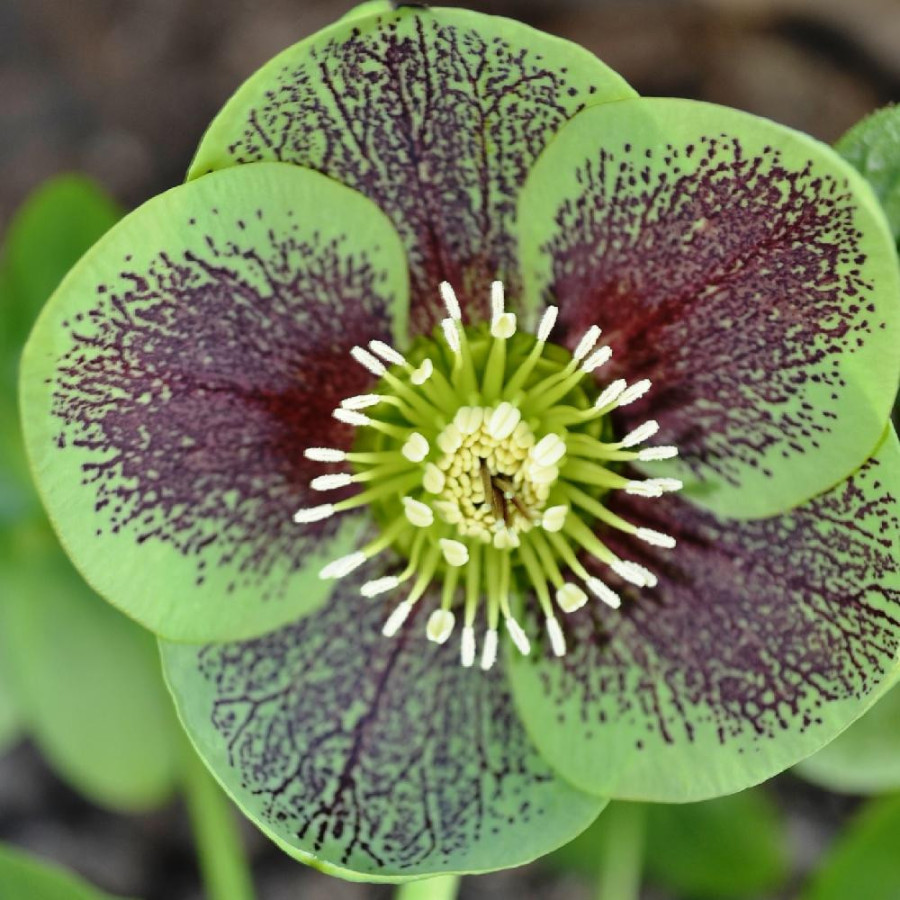 HELLEBORUS orientalis 'Green Spotted'