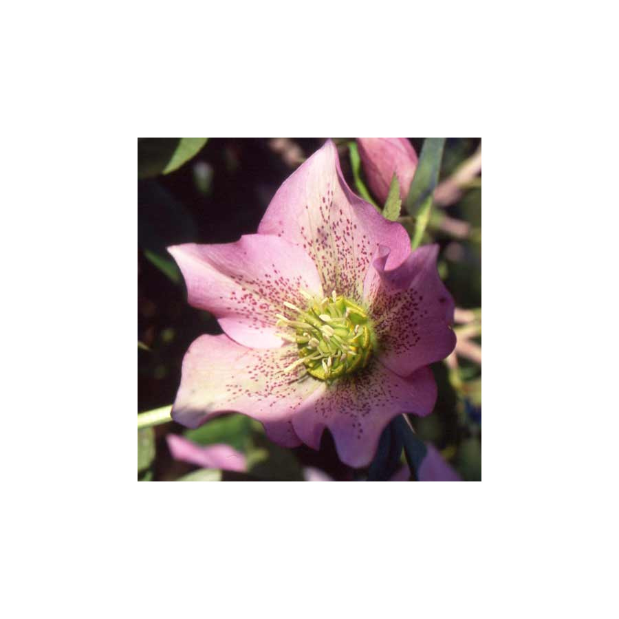 Plantes Vivaces HELLEBORUS orientalis 'Pink Spotted Lady' - Hellébore en vente - Hellébore orientale en vente - Pépinière Lepage