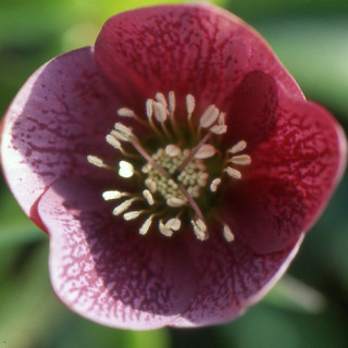 plantes-vivaces-helleborus-orientalis-red-hybrids-hellebore-en-vente-hellebore-orientale-en-vente-pepiniere-lepage-