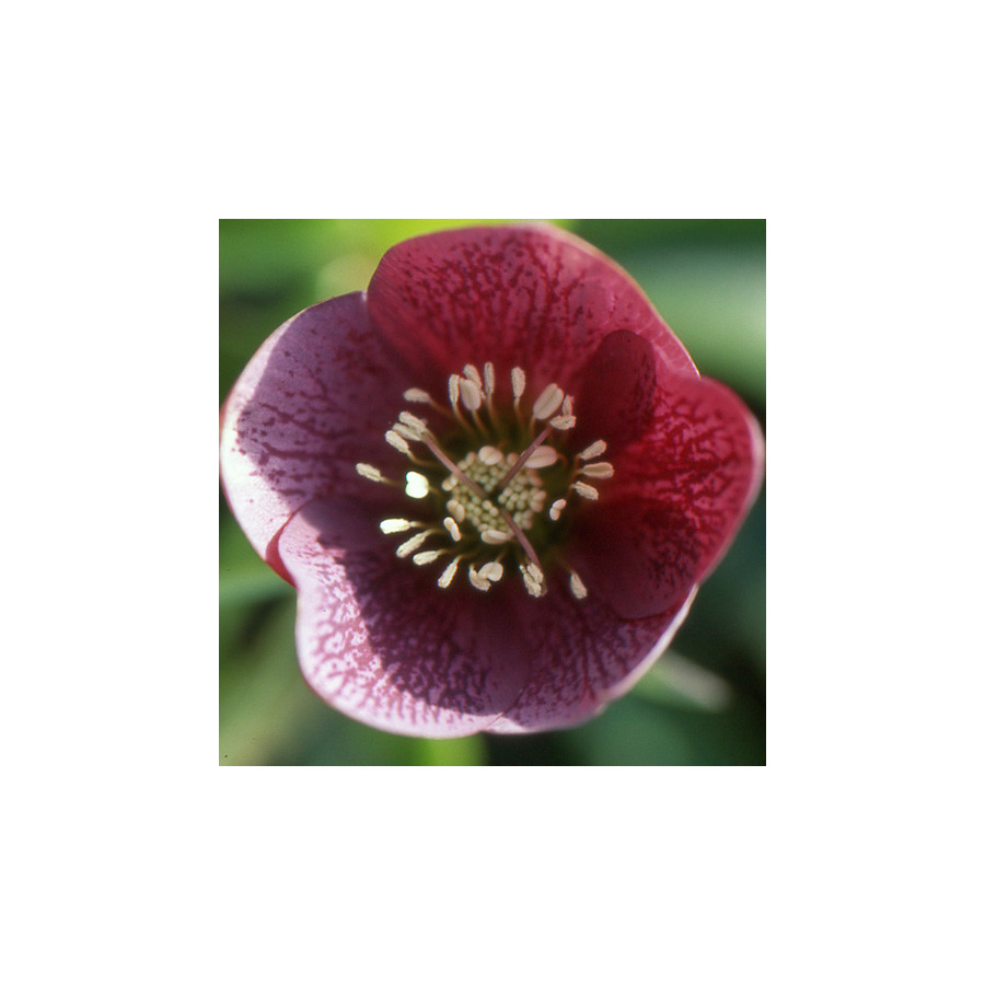 Plantes Vivaces HELLEBORUS orientalis 'Red Hybrids' - Hellébore en vente - Hellébore orientale en vente - Pépinière Lepage .
