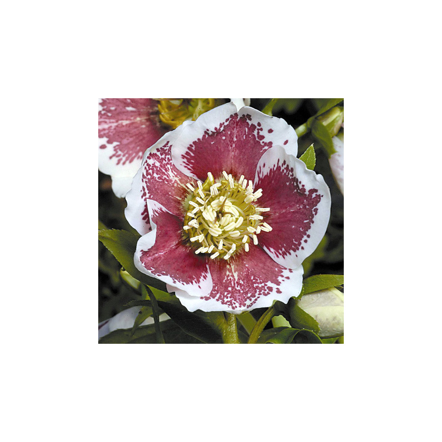 Plantes Vivaces HELLEBORUS orientalis 'White Lady Spotted' - Hellébore en vente - Hellébore orientale en vente - Pépinière Lepag