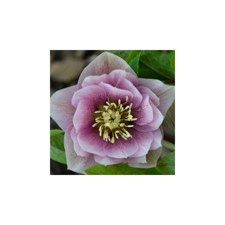 Plantes Vivaces HELLEBORUS orientalis 'Wilgenbroek Double Pink'    - Hellébore en vente - Hellébore orientale en vente - Pépiniè