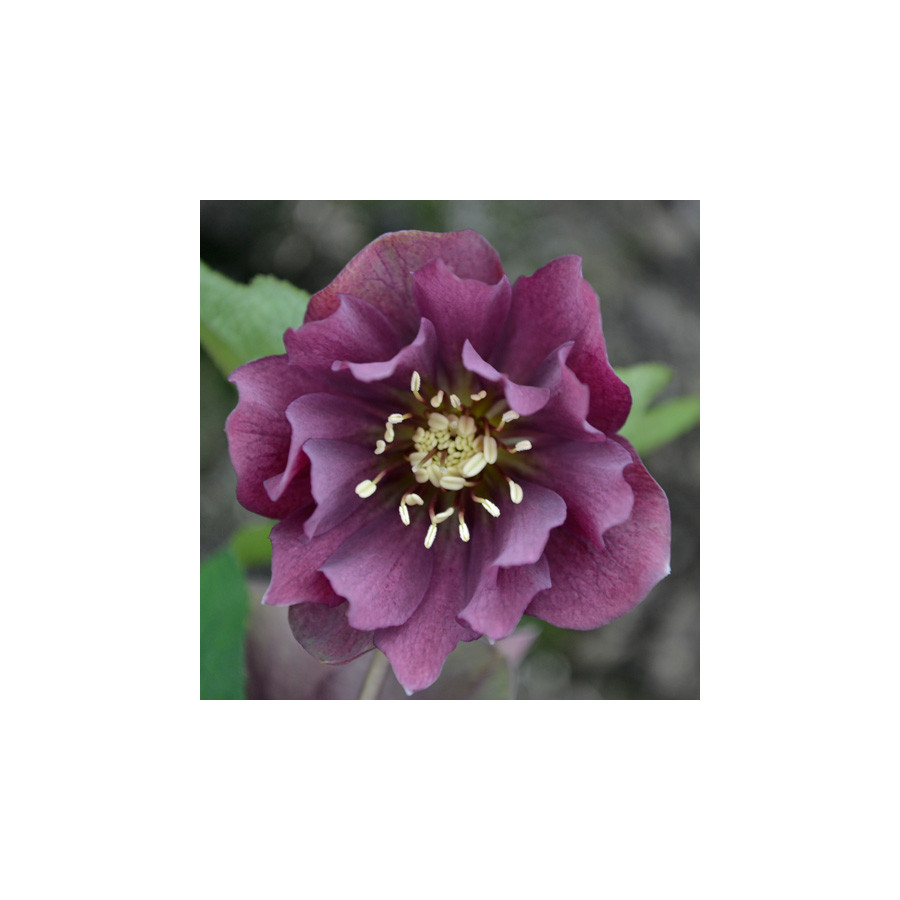 Plantes Vivaces HELLEBORUS orientalis 'Wilgenbroek Double Red'     - Hellébore en vente - Hellébore orientale en vente - Pépiniè