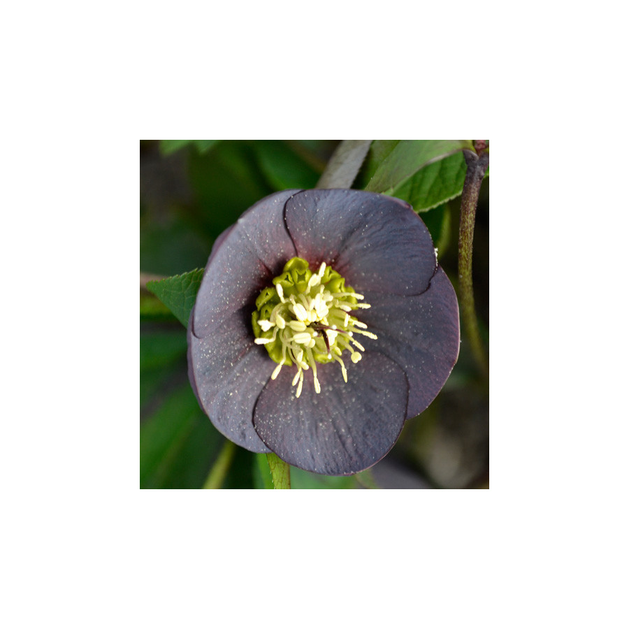 Plantes Vivaces HELLEBORUS orientalis 'Wilgenbroek Slaty Blue'     - Hellébore en vente - Hellébore orientale en vente - Pépiniè