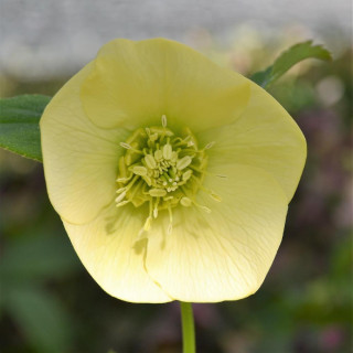 plantes-vivaces-helleborus-orientalis-yellow-lady-hellebore-en-vente-hellebore-orientale-en-vente-pepiniere-lepage-