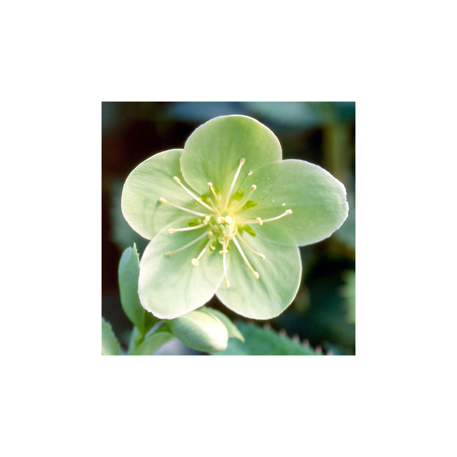 Plantes Vivaces HELLEBORUS sternii - Hellébore en vente - Pépinière Lepage .
