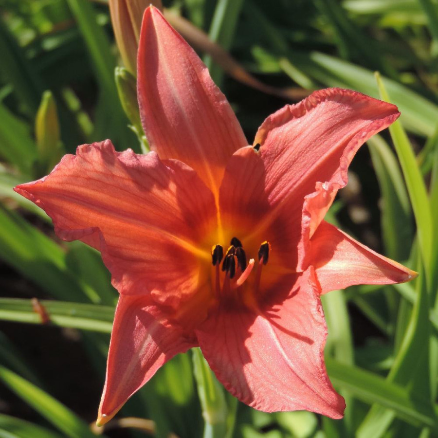 plantes-vivaces-hemerocallis-accepted-dare-hemerocalle-en-vente-lis-d-un-jour-en-vente-pepiniere-lepage-