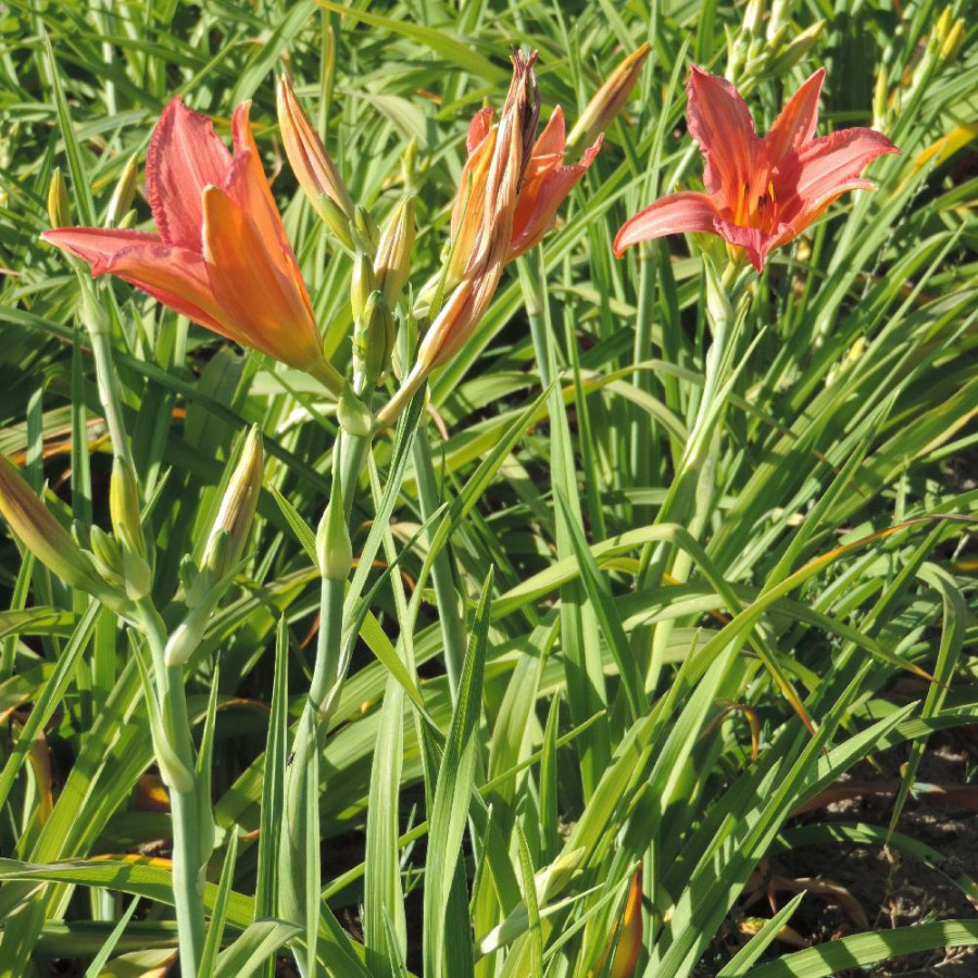 plantes-vivaces-hemerocallis-accepted-dare-hemerocalle-en-vente-lis-d-un-jour-en-vente-pepiniere-lepage-