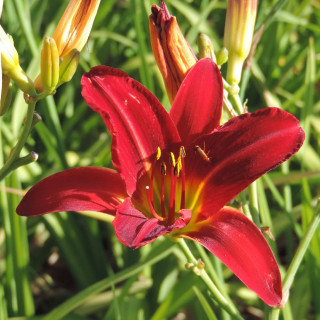 plantes-vivaces-hemerocallis-alan-hemerocalle-en-vente-lis-d-un-jour-en-vente-pepiniere-lepage-