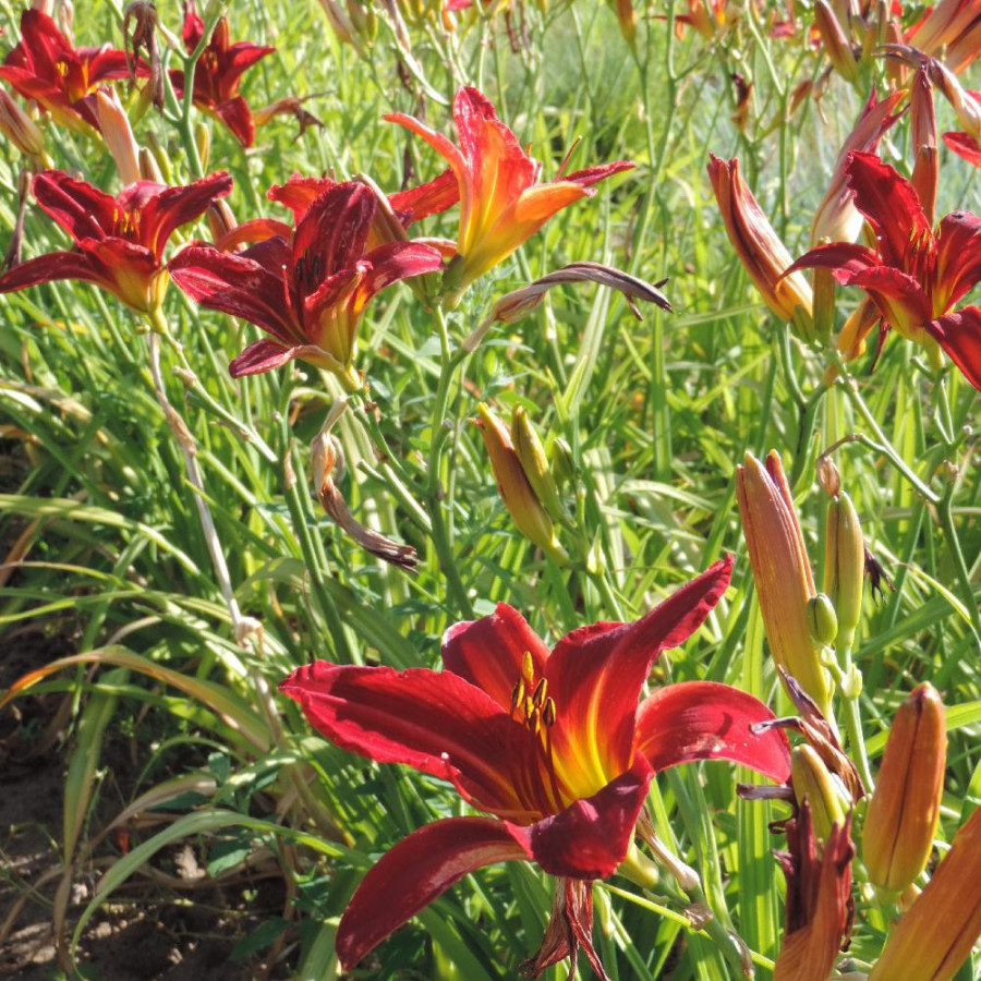 Plantes Vivaces HEMEROCALLIS 'Alan' - Hémérocalle en vente - Lis d'un jour en vente - Pépinière Lepage .