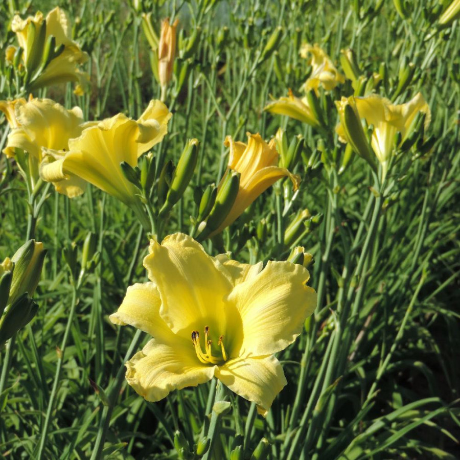 Plantes Vivaces HEMEROCALLIS 'Alice in Wonderland' - Hémérocalle en vente - Lis d'un jour en vente - Pépinière Lepage .