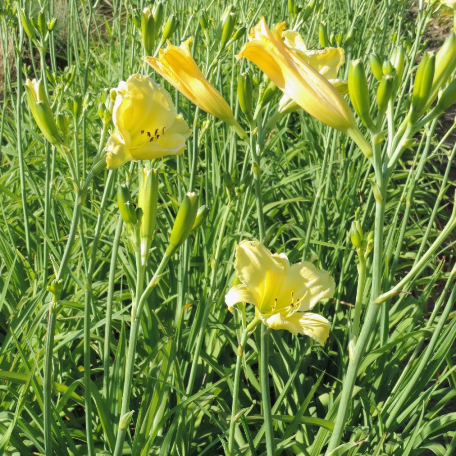 Plantes Vivaces HEMEROCALLIS 'Alice in Wonderland' - Hémérocalle en vente - Lis d'un jour en vente - Pépinière Lepage .