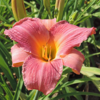 plantes-vivaces-hemerocallis-amazon-amethyst-hemerocalle-en-vente-lis-d-un-jour-en-vente-pepiniere-lepage-