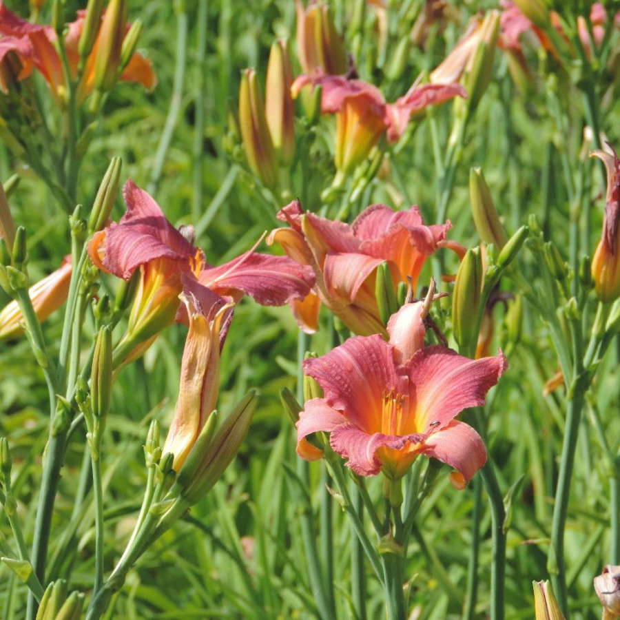 Plantes Vivaces HEMEROCALLIS 'Amazon Amethyst' - Hémérocalle en vente - Lis d'un jour en vente - Pépinière Lepage .