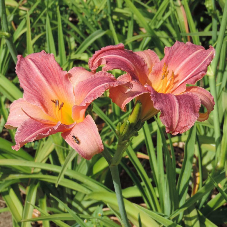 Plantes Vivaces HEMEROCALLIS 'Amazon Amethyst' - Hémérocalle en vente - Lis d'un jour en vente - Pépinière Lepage .