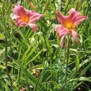 Plantes Vivaces HEMEROCALLIS 'Amazon Amethyst' - Hémérocalle en vente - Lis d'un jour en vente - Pépinière Lepage .