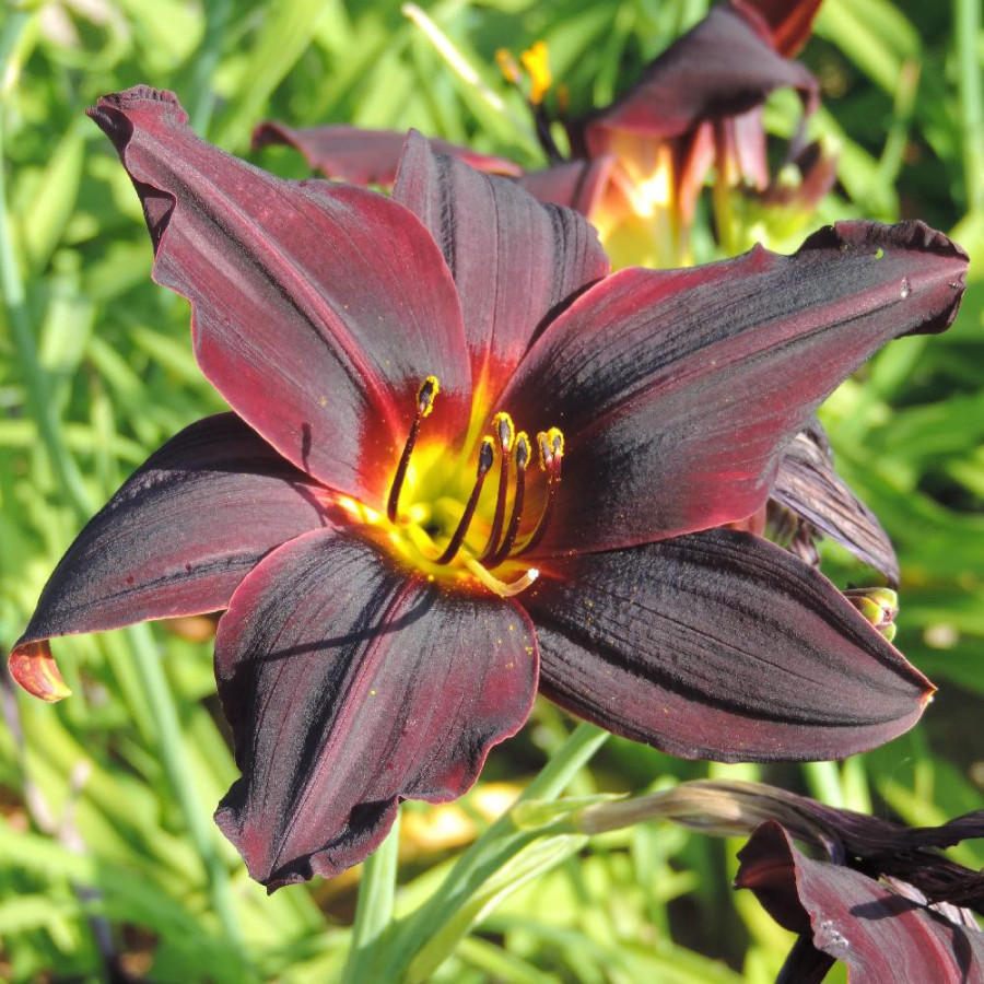 Plantes Vivaces HEMEROCALLIS 'American Revolution' - Hémérocalle en vente - Lis d'un jour en vente - Pépinière Lepage .