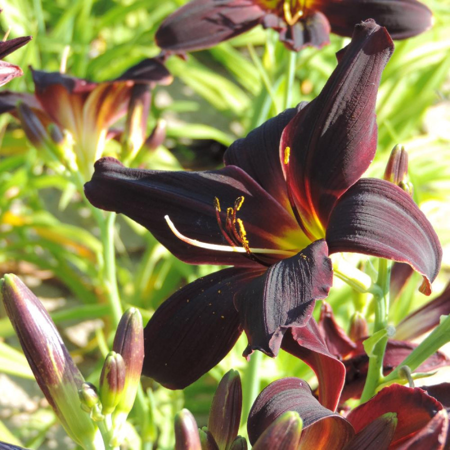 Plantes Vivaces HEMEROCALLIS 'American Revolution' - Hémérocalle en vente - Lis d'un jour en vente - Pépinière Lepage .