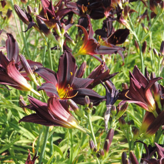 Plantes Vivaces HEMEROCALLIS 'American Revolution' - Hémérocalle en vente - Lis d'un jour en vente - Pépinière Lepage .