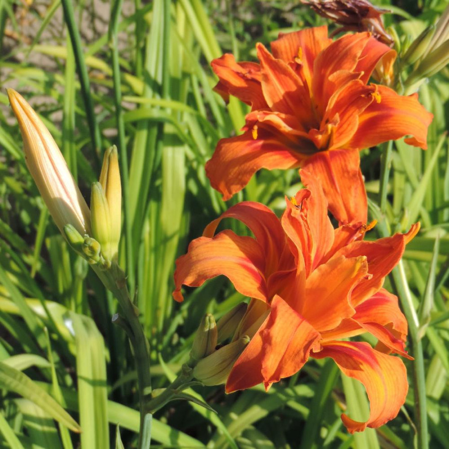 Plantes Vivaces HEMEROCALLIS 'Apricot Beauty' - Hémérocalle en vente - Lis d'un jour en vente - Pépinière Lepage .