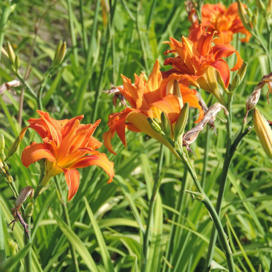 Plantes Vivaces HEMEROCALLIS 'Apricot Beauty' - Hémérocalle en vente - Lis d'un jour en vente - Pépinière Lepage .