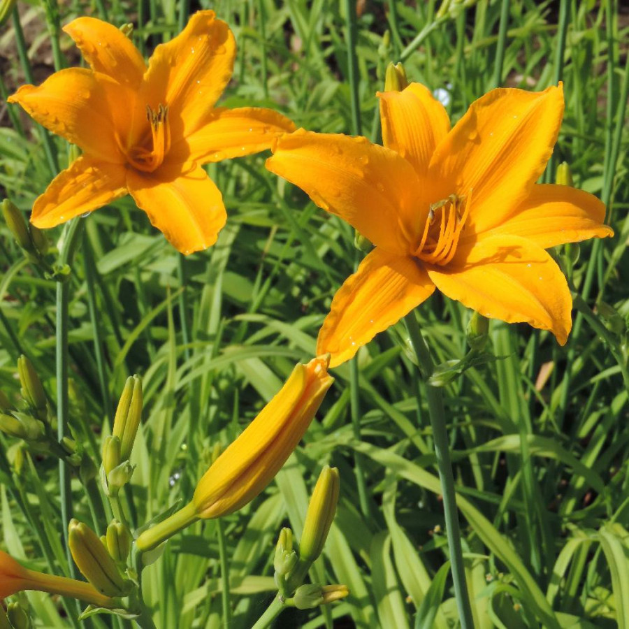 Plantes Vivaces HEMEROCALLIS 'Aten' - Hémérocalle en vente - Lis d'un jour en vente - Pépinière Lepage .
