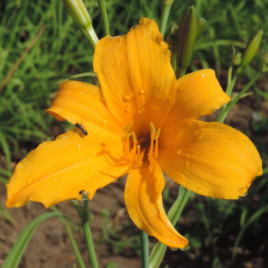 plantes-vivaces-hemerocallis-august-orange-hemerocalle-en-vente-lis-d-un-jour-en-vente-pepiniere-lepage-