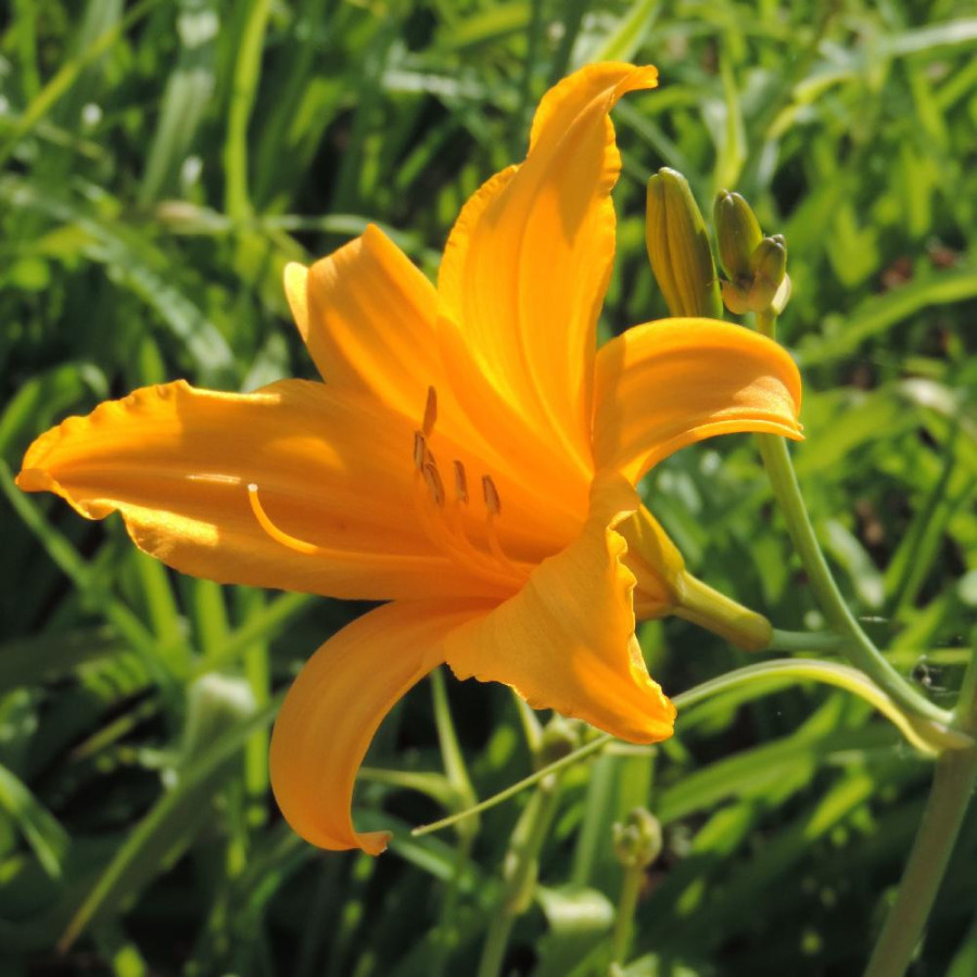 plantes-vivaces-hemerocallis-august-orange-hemerocalle-en-vente-lis-d-un-jour-en-vente-pepiniere-lepage-