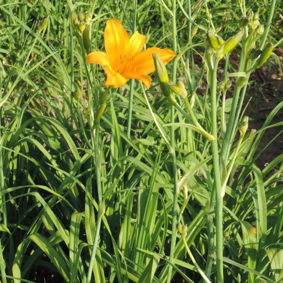 plantes-vivaces-hemerocallis-august-orange-hemerocalle-en-vente-lis-d-un-jour-en-vente-pepiniere-lepage-