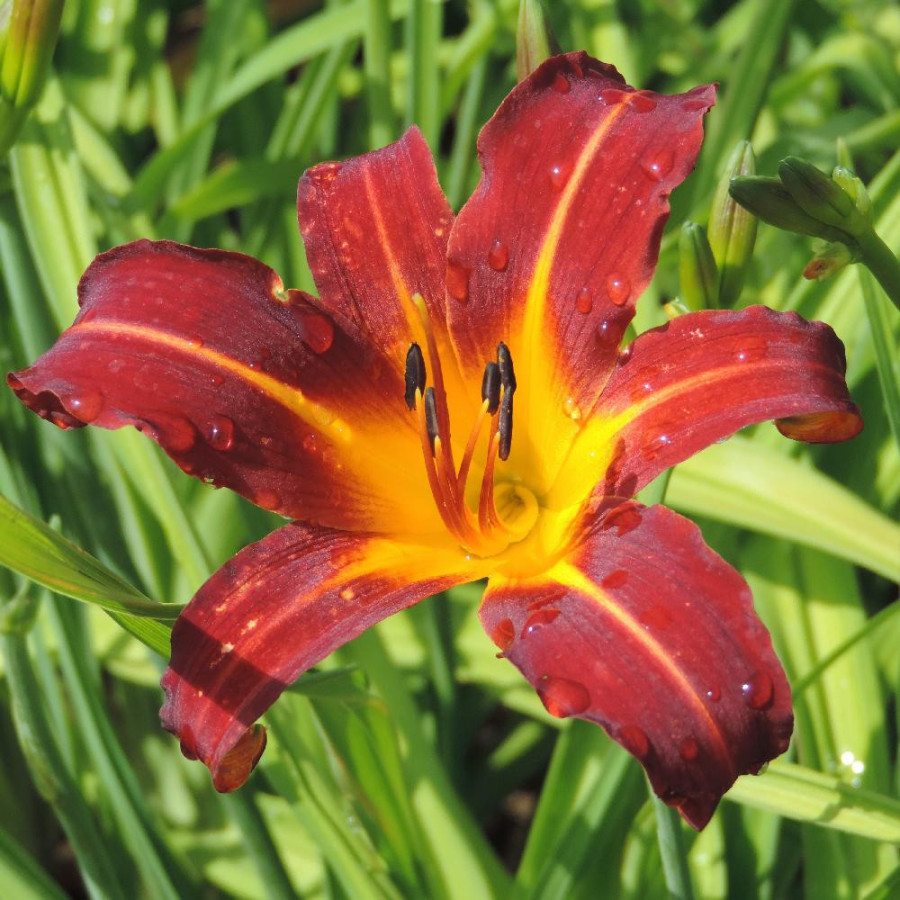 Plantes Vivaces HEMEROCALLIS 'Autumn Red' - Hémérocalle en vente - Lis d'un jour en vente - Pépinière Lepage .