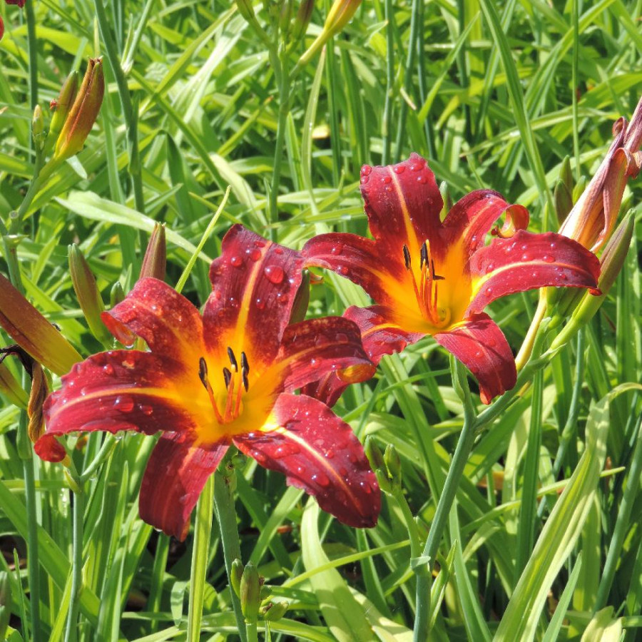Plantes Vivaces HEMEROCALLIS 'Autumn Red' - Hémérocalle en vente - Lis d'un jour en vente - Pépinière Lepage .