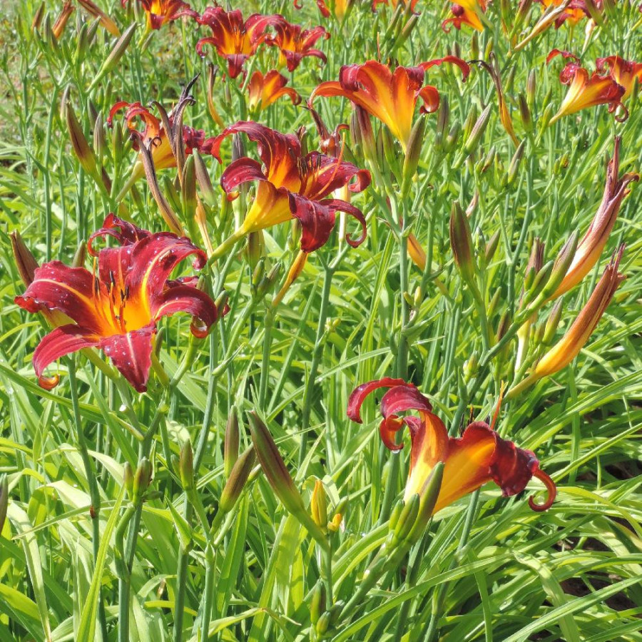 Plantes Vivaces HEMEROCALLIS 'Autumn Red' - Hémérocalle en vente - Lis d'un jour en vente - Pépinière Lepage .