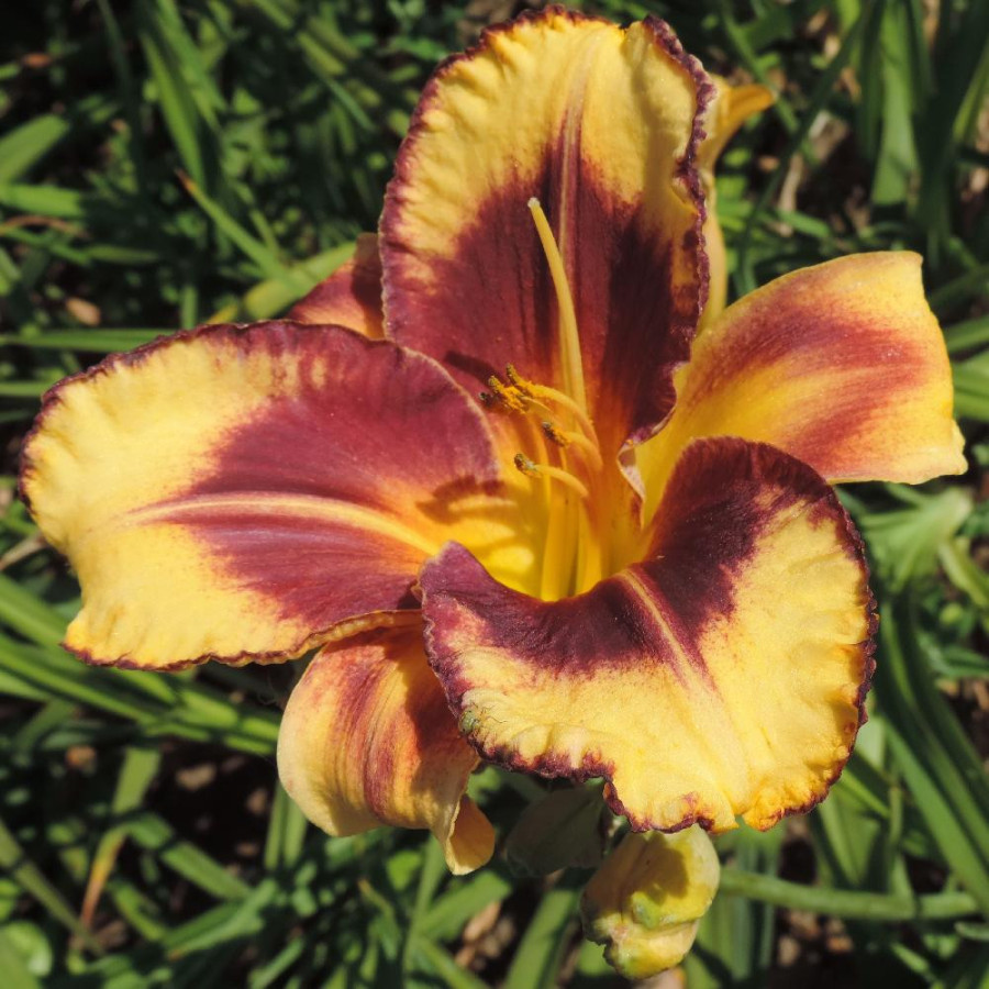 Plantes Vivaces HEMEROCALLIS 'Blueberry Cream' - Hémérocalle en vente - Lis d'un jour en vente - Pépinière Lepage .