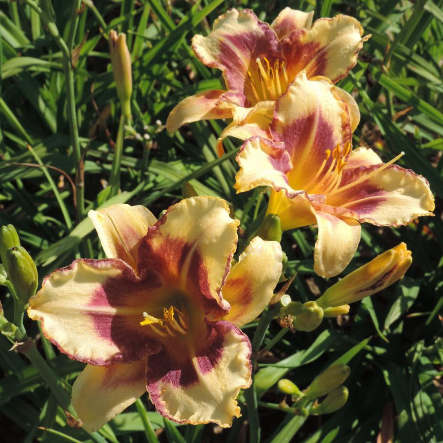 Plantes Vivaces HEMEROCALLIS 'Blueberry Cream' - Hémérocalle en vente - Lis d'un jour en vente - Pépinière Lepage .