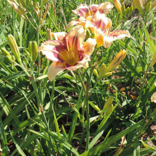 Plantes Vivaces HEMEROCALLIS 'Blueberry Cream' - Hémérocalle en vente - Lis d'un jour en vente - Pépinière Lepage .