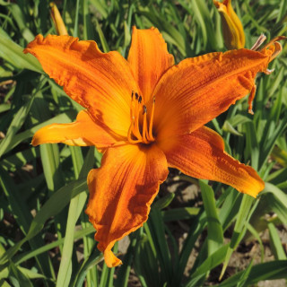 plantes-vivaces-hemerocallis-burning-daylight-hemerocalle-en-vente-lis-d-un-jour-en-vente-pepiniere-lepage-