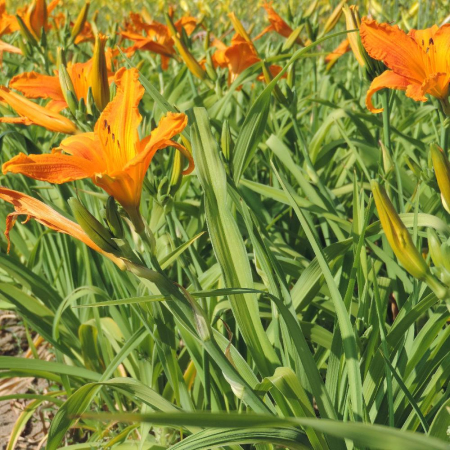 Plantes Vivaces HEMEROCALLIS 'Burning Daylight' - Hémérocalle en vente - Lis d'un jour en vente - Pépinière Lepage .