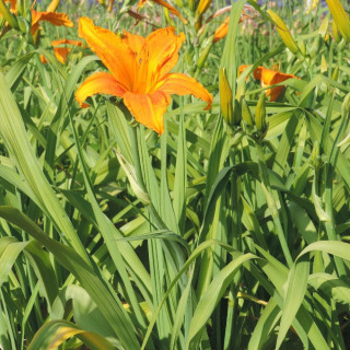 Plantes Vivaces HEMEROCALLIS 'Burning Daylight' - Hémérocalle en vente - Lis d'un jour en vente - Pépinière Lepage .