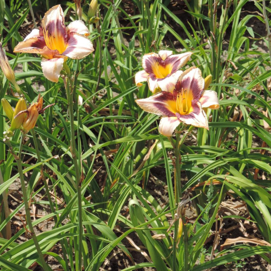 Plantes Vivaces HEMEROCALLIS 'Canadian Border Patrol' - Hémérocalle en vente - Lis d'un jour en vente - Pépinière Lepage .