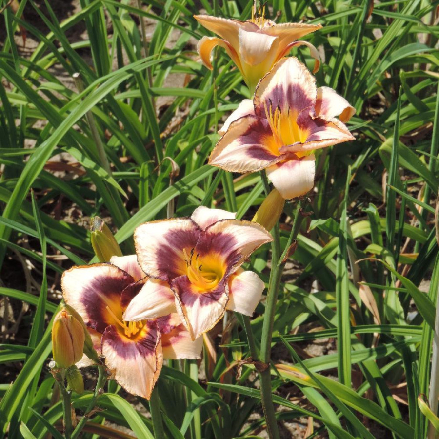 Plantes Vivaces HEMEROCALLIS 'Canadian Border Patrol' - Hémérocalle en vente - Lis d'un jour en vente - Pépinière Lepage .