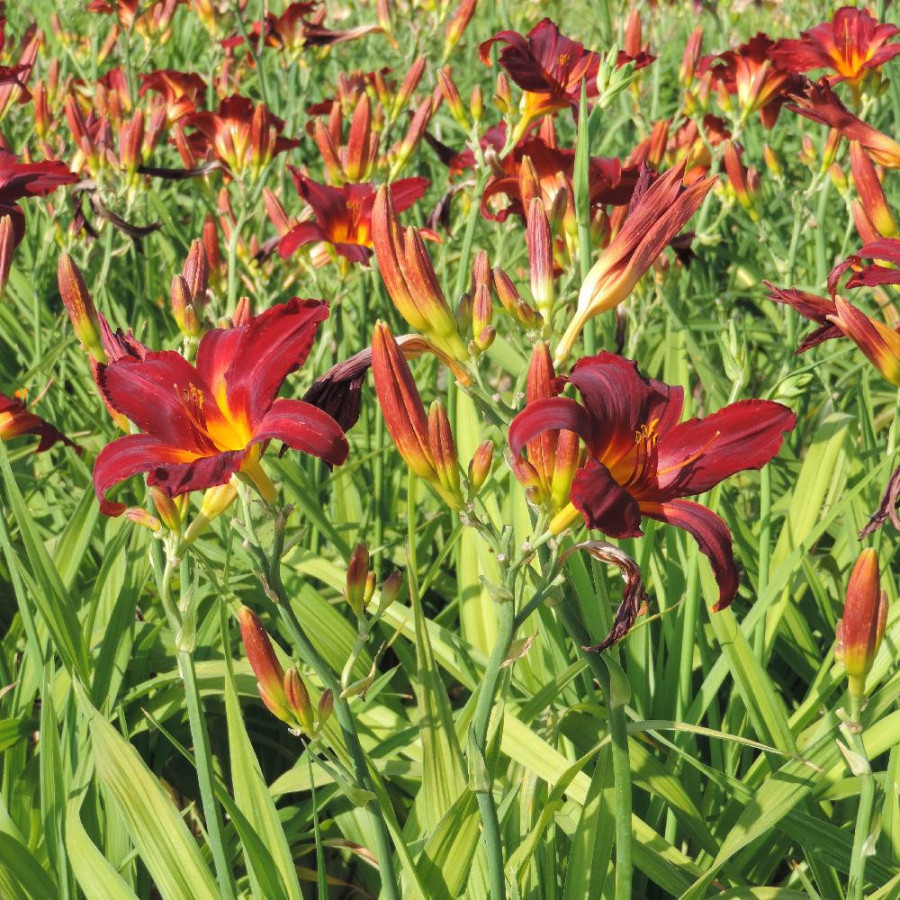 Plantes Vivaces HEMEROCALLIS 'Carey Quinn' - Hémérocalle en vente - Lis d'un jour en vente - Pépinière Lepage .